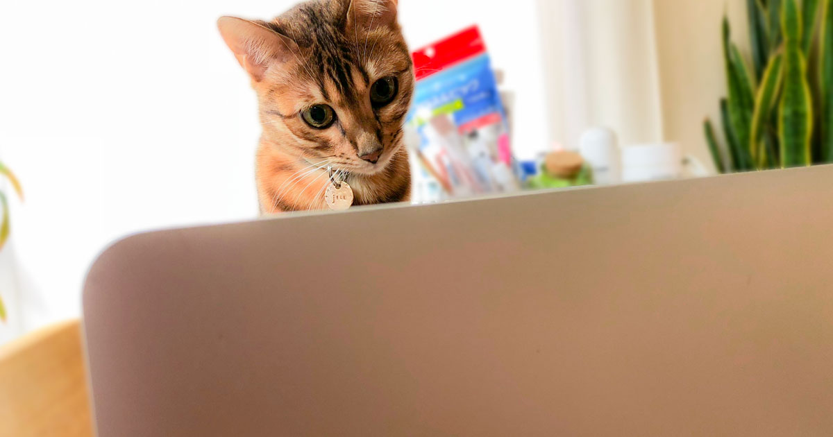 コーディングが苦手な人にもオススメ！animate.cssとwow.jsを使ってパララックスっぽいページを作る