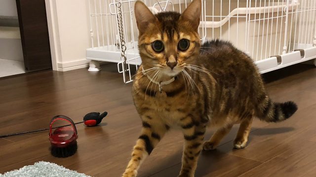 猫を連れてお引越ししました
