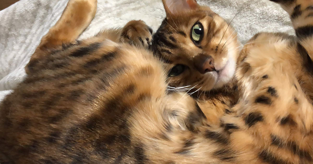 長時間留守に対応するために全自動給餌器を買ってみた