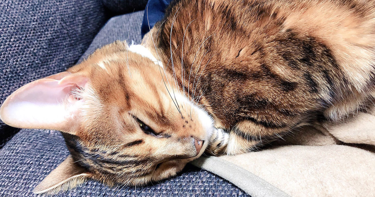 我が家にジルがきて2年が経ったので可愛さを振り返ってみた