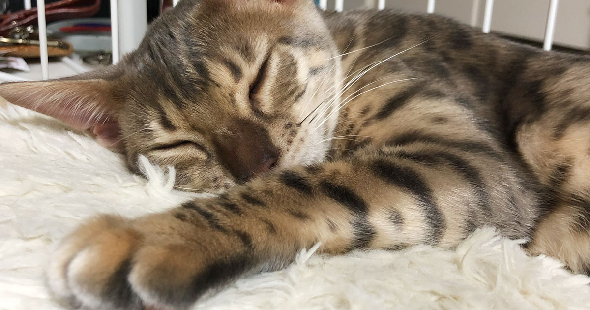 新しい猫をお迎えしました