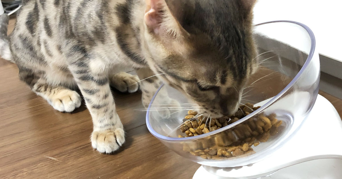 うちの猫ズのごはんをピュリナワンで統一した