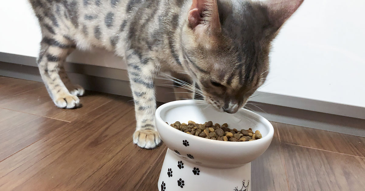 ご飯の器を新調した