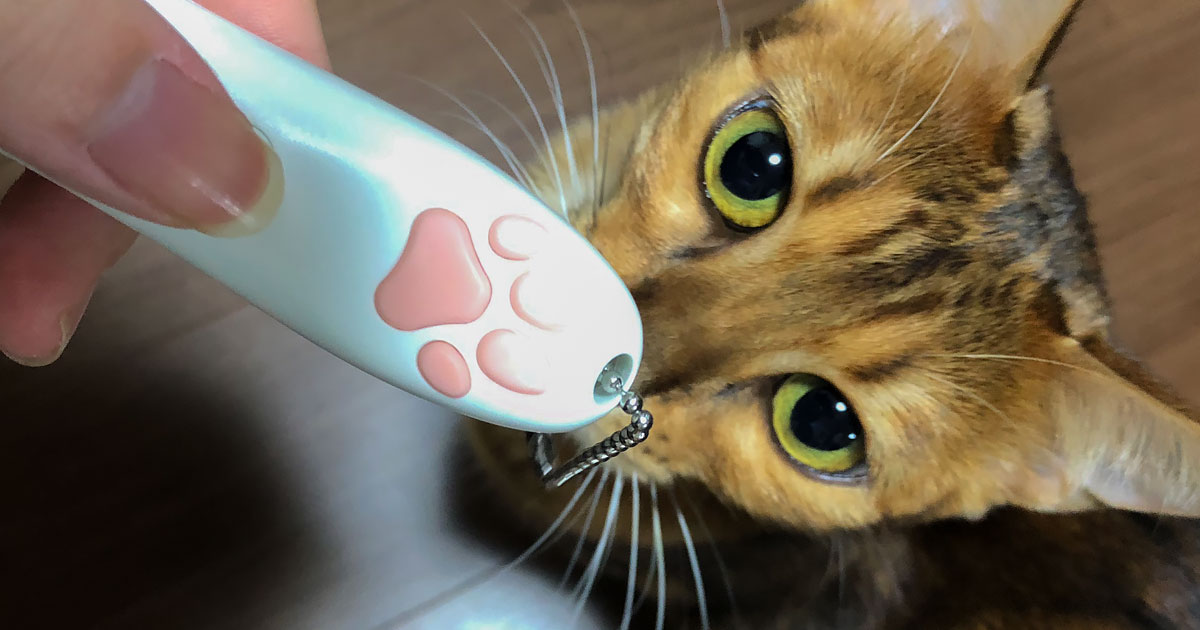 久々の大ヒット！キャティーマンのじゃれ猫 LEDにゃんだろー光線