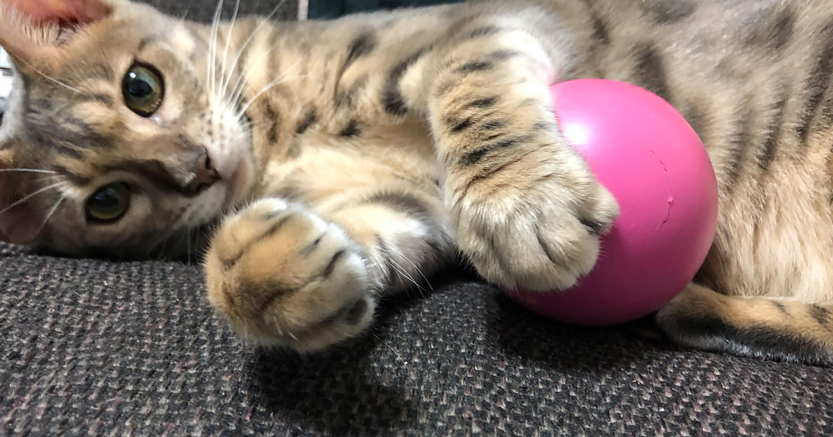 ペット保険の加入は早めにが絶対吉！ペットの医療費のおはなし