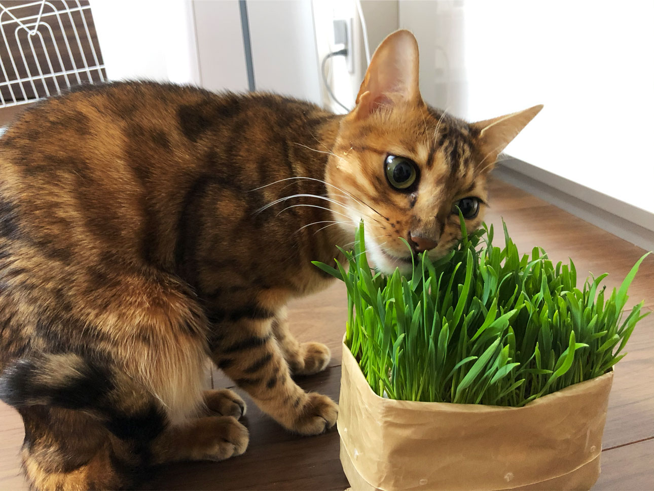 無印の猫草はコスパよし、育てるのも楽でオススメ！